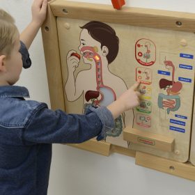 MASTERKIDZ-Montessori-Digestive-System-Educational-Board-2