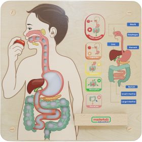 MASTERKIDZ-Montessori-Digestive-System-Educational-Board MASTERKIDZ Montessori Digestive System Educational Board