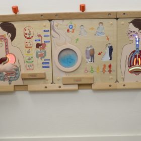 MASTERKIDZ-Montessori-Digestive-System-Educational-Board-3