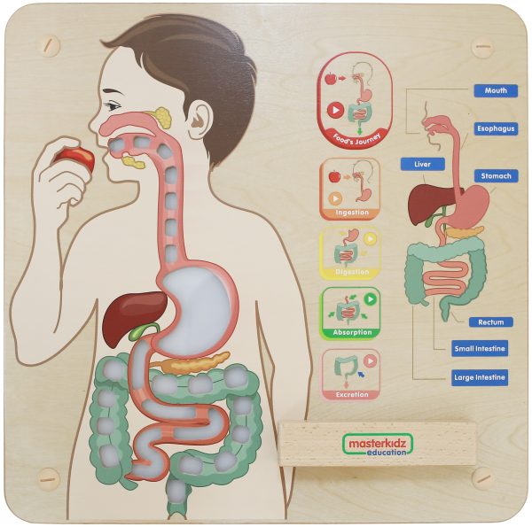MASTERKIDZ-Montessori-Digestive-System-Educational-Board MASTERKIDZ Montessori Digestive System Educational Board