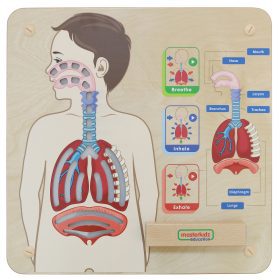 MASTERKIDZ-Montessori-Respiratory-System-Educational-Board MASTERKIDZ Montessori Respiratory System Educational Board