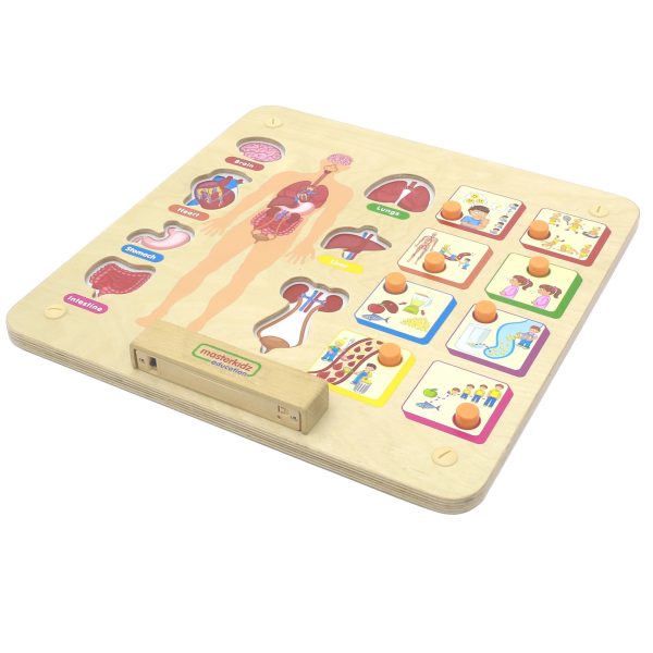 MASTERKIDZ-Montessori-Human-Body-System-Educational-Board MASTERKIDZ Montessori Human Body System Educational Board